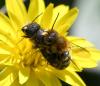 Osmia latreillei